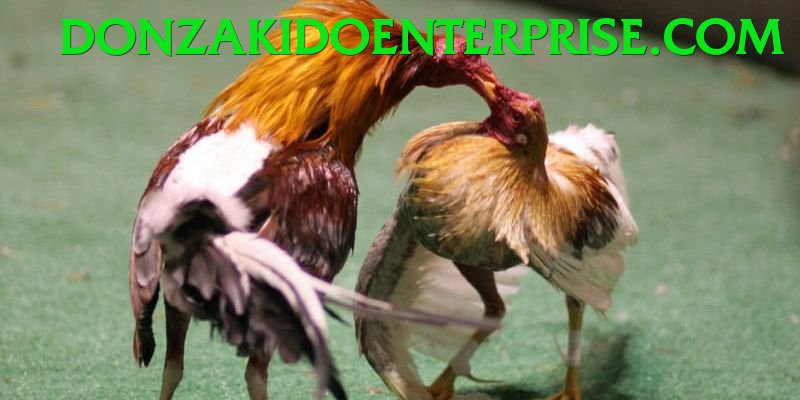 Đá Gà Trực Tiếp - 88xeng